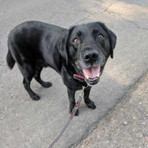 Meet your Posher, Susan